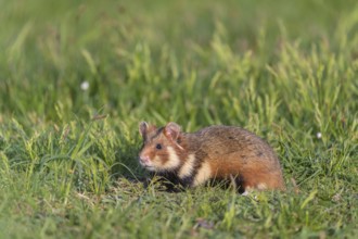 One European hamster (Cricetus cricetus), Eurasian hamster, black-bellied hamster or common