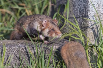 Mating season. One European hamster (Cricetus cricetus), Eurasian hamster, black-bellied hamster or