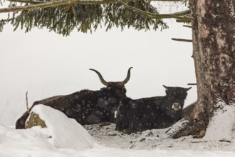 One female aurochs or urus or ure (Bos primigenius), and a calf resting in the snow at a forest