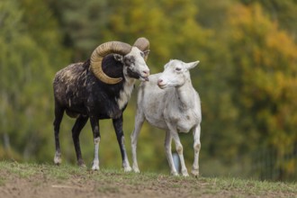 One male snow sheep (Ovis nivicola), or Siberian bighorn sheep checks the readiness of a goat to