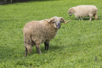 Two Valachian Sheep (Native Wallachian sheep), standing on a green meadow