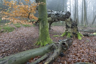 Old copper beeches (Fagus sylvatica) with tinder fungus (Fomes fomentarius) in the fog, Emsland,