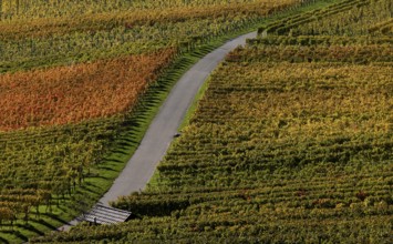 Road, path, through vineyard, vines, grapevines, wine growing, autumn colours, autumn, Kappelberg,