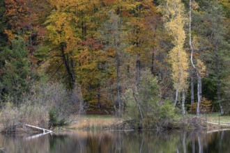 Autumn colours, autumn coloured trees on the shore of the marsh pond, Oberstdorf, Oberallgäu,