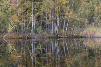 Birches (Betula), autumn colours, autumn coloured trees are reflected in the water of the moor