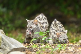 Two Common genets (Genetta genetta), wildlife in a forest, Montseny National Park, Catalonia,