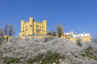 Yellow castle on a hill covered with snow, surrounded by trees under a blue sky, Hohenschwangau