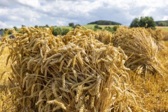 The Cunnersdorf village association presented historical harvesting techniques in agriculture,