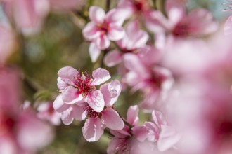 Peach blossoms about 3 weeks earlier this year, Rippien, Saxony, Germany, Europe