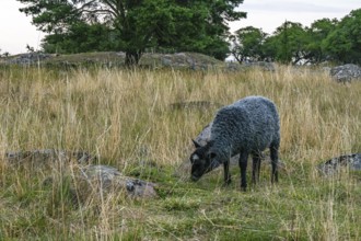 Sheep grazing under the Öland Bridge (Ölandsbron) in the evening light, Kalmar, Kalmar län, Sweden,