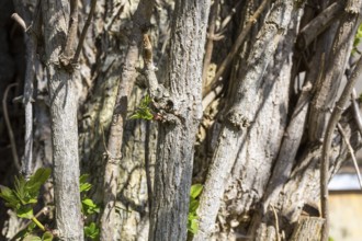 Tree trunks of Sambucus nigra (Sambucus nigra) with freshly sprouted leaves, Saxony, Germany,