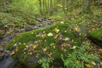 Mossy rocks by the Kaja stream, Hardegg, Lower Austria, Austria, Europe