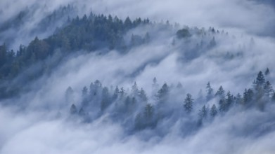 Mountain forest with fog in the Eastern Chiemgau Alps nature reserve, Bavaria, Germany, Europe