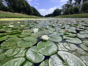 European white water lilies, white pond lilies, water lilies (Nymphaea alba) on large canal in