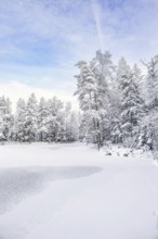 Snowy spruce forest by a frozen lake on a cold winter day in the Nordic wilderness, Sweden, Europe