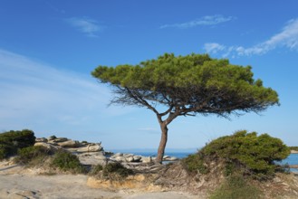 Single tree on rocky ground under clear blue sky, Karidi beach, Karydi, Vourvourou, Sithonia,