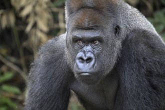 Western lowland gorilla (Gorilla gorilla gorilla), portrait, Réserve Lésio-Louna nature reserve,