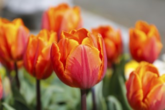 Gönningen tulip blossom, historic Gönningen cemetery, tulips (Tulipa), flowers, orange, red,