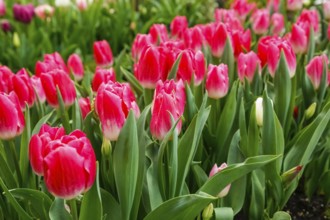 Gönningen tulip blossom, tulips (Tulipa), flowers, red blossoms, spring bloomers, bulbous flower