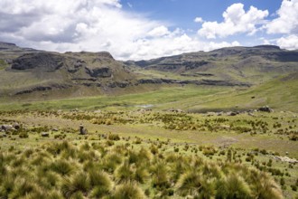 Peruvian highland vegetation, Crossing the Andes from Cuscu towards Nazca, Route 30A, Peru, South