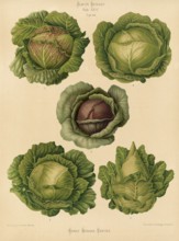 Vegetable, cabbage, white cabbage, red cabbage, after Ernst Samuel Benary (10 November 1819, 19