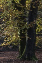 Beech forest (Fagus sylvatica) in autumn foliage, Emsland, Lower Saxony, Germany, Europe