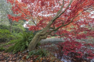 Japanese fan maple (Acer palmatum Trompenburg), autumn colours, Emsland, Lower Saxony, Germany,