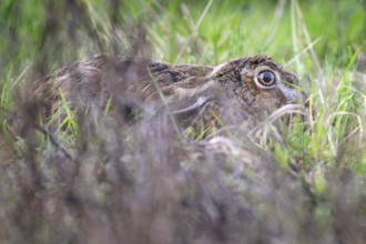 European hare (Lepus europaeus) hiding in the tall grass, Stuttgart, Rosensteinpark,