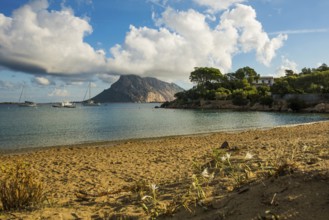 Picturesque beach and island, sunrise, Cala Girgolu, Isola di Tavolara, Porto San Paolo, Sardinia,