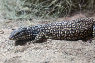 Spiny-tailed monitor lizard (Varanus acanthurus), captive, Germany, Europe