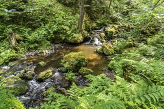 In the Ravenna Gorge near Breitnau, Black Forest, Baden-Württemberg, Germany, Europe