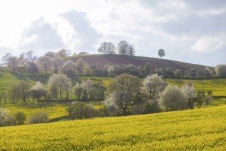 Flowering fields near Karsdorf in the Eastern Ore Mountains, Karsdorf, Saxony, Germany, Europe