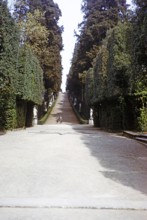 Viale dei Cipressi, Cypress Avenue, Viottolone Boulevard, Boboli Gardens, Florence, Tuscany, Italy