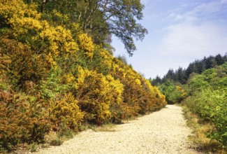 Gelbe Blüte des Gemeinen Stechginsters Ulex europaeus am Wanderweg, Harpford Woods, Sidmouth,