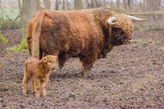 A Highland calf (Bos primigenius taurus) stands in a forest close to its father