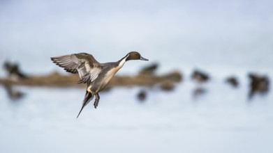 Northern Pintail, Anas acuta, male in flight over winter marshes