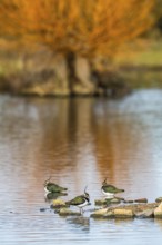 Northern Lapwing, Vanellus vanellus at winter on marshes, England, United Kingdom, Europe