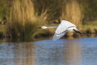 Tundra Swan, Bewick's Swan, Cygnus columbianus in flight at winter in Slimbridge, England, United