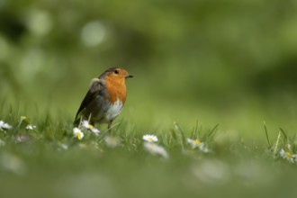 European robin (Erithacus rubecula) adult bird on a garden grass lawn with daisy flowers in the