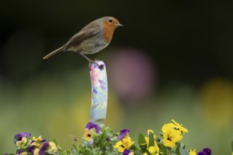 European robin (Erithacus rubecula) adult bird on a trowl handle in garden plant pot with pansy