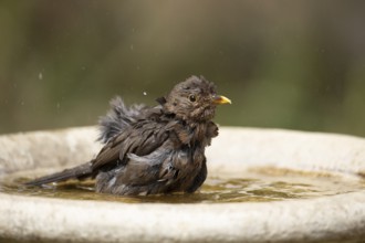 Common or Eurasian blackbird (Turdus merula) adult female bird bathing in a garden bird bath,