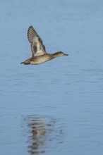 Eurasian Teal, Anas crecca, female in flight over winter marshes