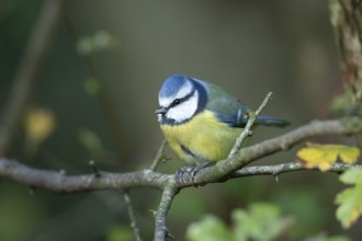 Blue tit (Cyanistes Caeruleus) adult bird on a tree branch, England, United Kingdom, Europe