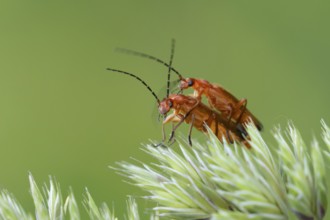 Common red soldier beetle (Rhagonycha fulva) two adult insects mating on a grass flower in summer,