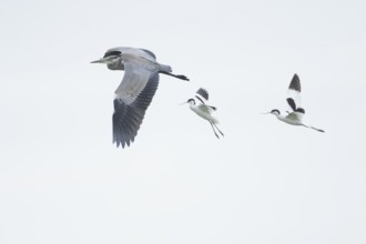 Grey heron (Ardea cinerea) juvenile bird flying being mobbed by two Pied avocet (Recurvirostra