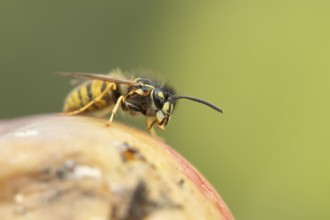 Common wasp (Vespula vulgaris) adult insect feeding on fallen fruit in a garden in summer, England,