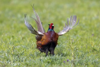 Common pheasant (Phasianus colchicus) male, cock displaying by flapping wings in field during the