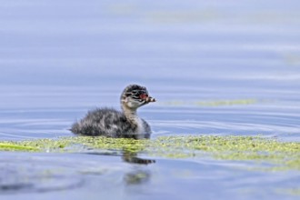 Black-necked grebe, eared grebe (Podiceps nigricollis) chick, young swimming in pond in spring