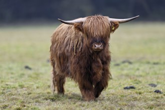 Highland cattle (Bos taurus), adult animal standing in a meadow, Switzerland, Europe