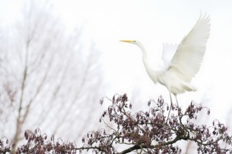 A Great White Egret (Casmerodius albus) in flight with outstretched wings above a tree, conveying